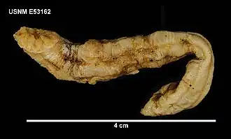 Myriotrochus sp.
