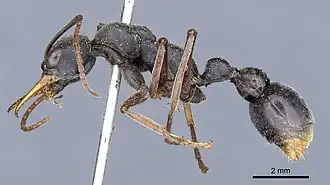 Description de l'image Myrmecia apicalis casent0903788 p 1 high.jpg.