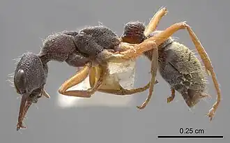 Description de l'image Myrmecia chrysogaster 08112014 antweb1008279 p 1 high.jpg.