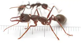 Description de l'image Myrmecia pyriformis - journal.pone.0058801.g001.png.