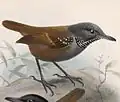 Planche zoologique par John Gerrard Keulemans, 1902