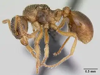 Description de l'image Myrmica karavajevi casent0172766 profile 1.jpg.