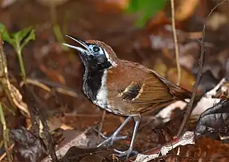 Description de l'image Myrmoderus ferrugineus 107978862.jpg.