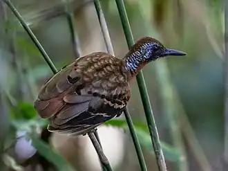 Description de l'image Myrmornis torquata - Wing-banded Antbird (male)), Carajas National Forest, Pará, Brazil.jpg.