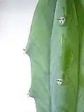 Vue rapprochée d'aréoles et épines de Myrtillocactus geometrizans