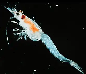 Mysis diluviana