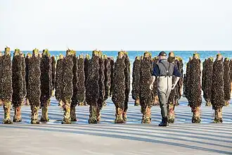 Pas-de-Calais.