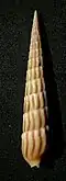 Myurella undulata
