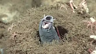 Détail de la bouche (myxine non identifiée).