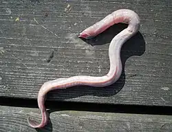 Myxine glutinosa.