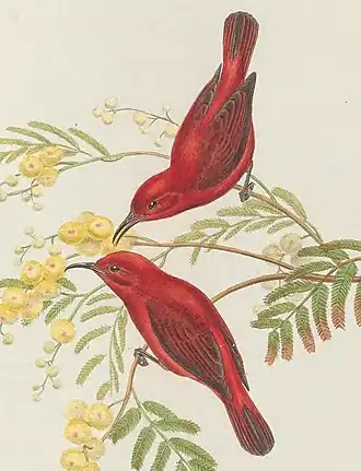 Description de l'image Myzomela cruentata - The Birds of New Guinea (cropped).jpg.
