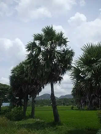 Paysage du Giêng
