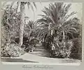 Vue du jardin botanique de Palerme.