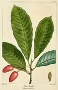 La feuille.