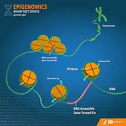 illustration de l'Institut national de recherche sur le génome humain décrivant des éléments biologiques
