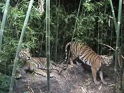 Tigres au musée d'histoire naturelle de Berne.