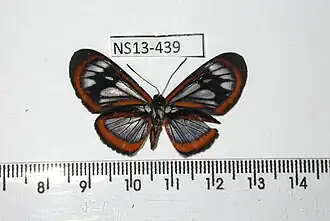 Description de l'image NS0439 Ithomeis aurantiaca satellites (15100673081).jpg.