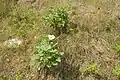 Le plant d’un an montre une croissance lente.