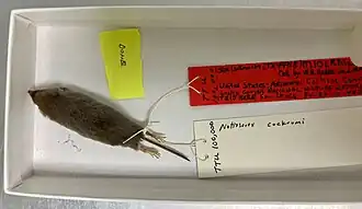 Description de l'image NSRL specimen of Notiosorex cockrumi.jpg.