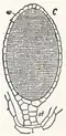 Dessin d'une coupe d'anthéridie d’une espèce d'hépatiques.