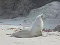 Sur une plage à Dunedin