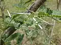 Stipule en épine de Prosopis pallida
