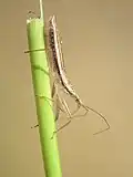 Nabis lineatus.