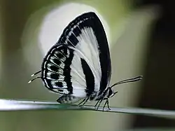 Nacaduba cyanea