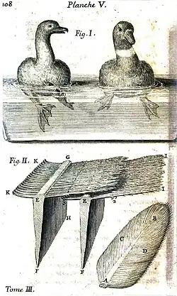 Planche anatomique.