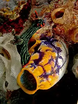Nembrotha kubaryana sur Polycarpa aurata.