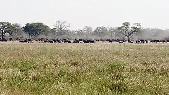 Description de l'image NambwaElephants.jpg.
