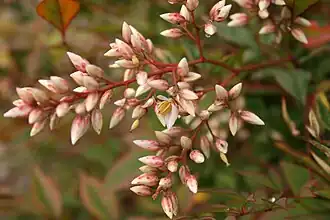 Inflorescence.