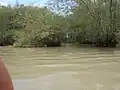 Mangrove en bordure du marais de Nanga.