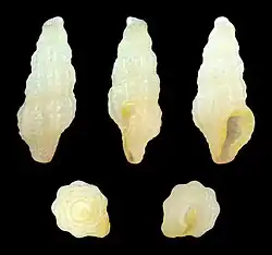 Nannodiella acricula.
