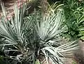 Feuillage bleu argenté de Nannorrhops ritchieana