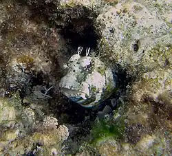Nannosalarias nativitatis