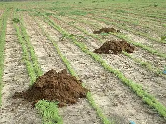 Description de l'image Nannospalax ehrenbergi soil mounds01.jpg.