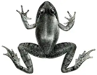 Description de l'image Nanorana vicina from Sclater 1892.jpg.