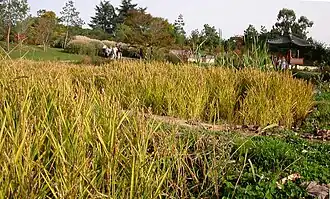 La « Colline de Suncheon » : la rizière