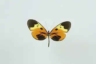 Napeogenes larina