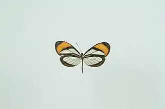 Napeogenes sylphis