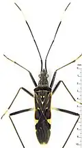Narbo biplagiatus, Brunei.