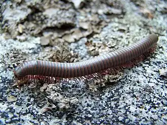 Narceus americanus.