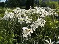 Champs de narcisses