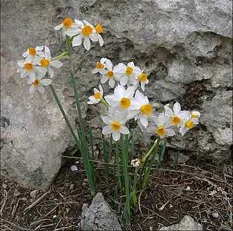 Description de l'image Narcissus-tazetta-0006a.jpg.