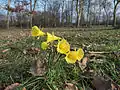 Narcissus bulbocodium ssp. citrinus