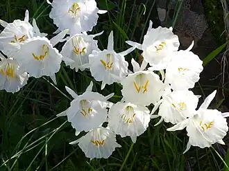 Description de l'image Narcissus cantabricus Flores 2013-2-03 RMontoro SierraMadrona.jpg.