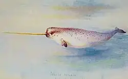 Narval
