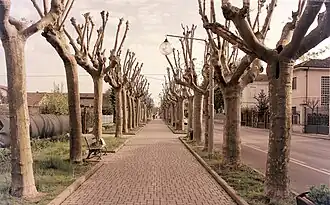 Narzole