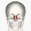 Le muscle nasal.